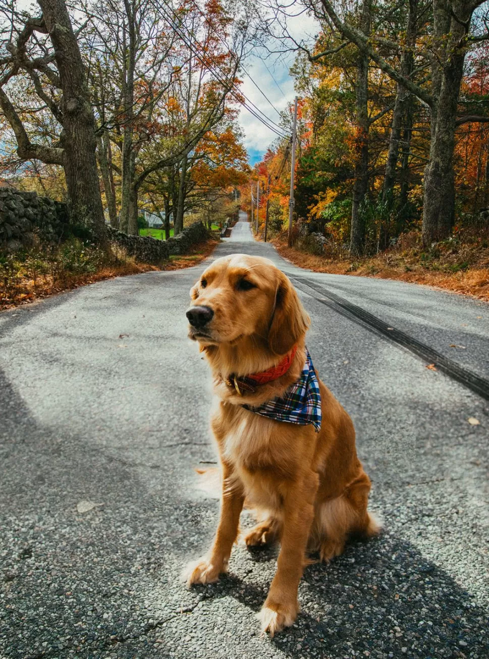 Kiel James Patrick Narragansett Lifeguard Dog Collar